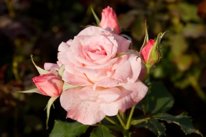 Bridal_pink_-_morwell_rose_garden
